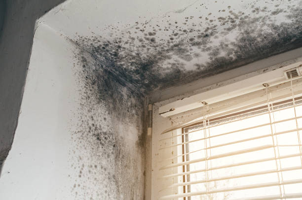 Affordable Basement Mold Removal solutions in Hooversville, PA