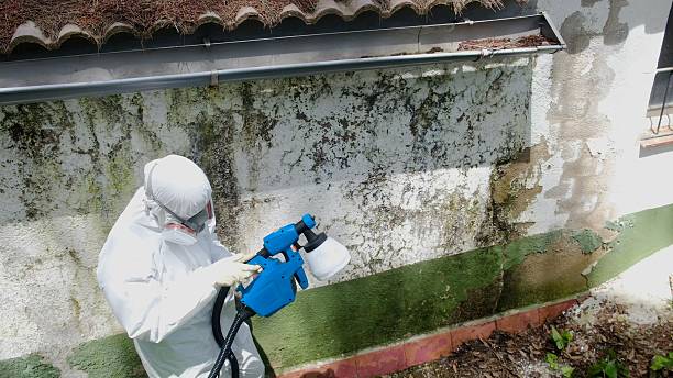 Trusted Attic Mold Removal service in Hooversville, PA - Cheap Mold Removal